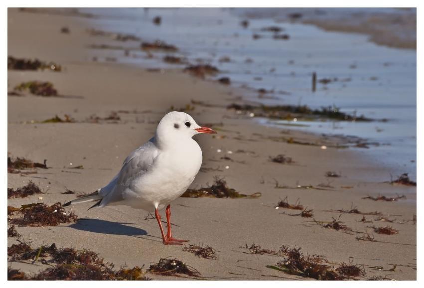 Seagull Bird Sea Beach