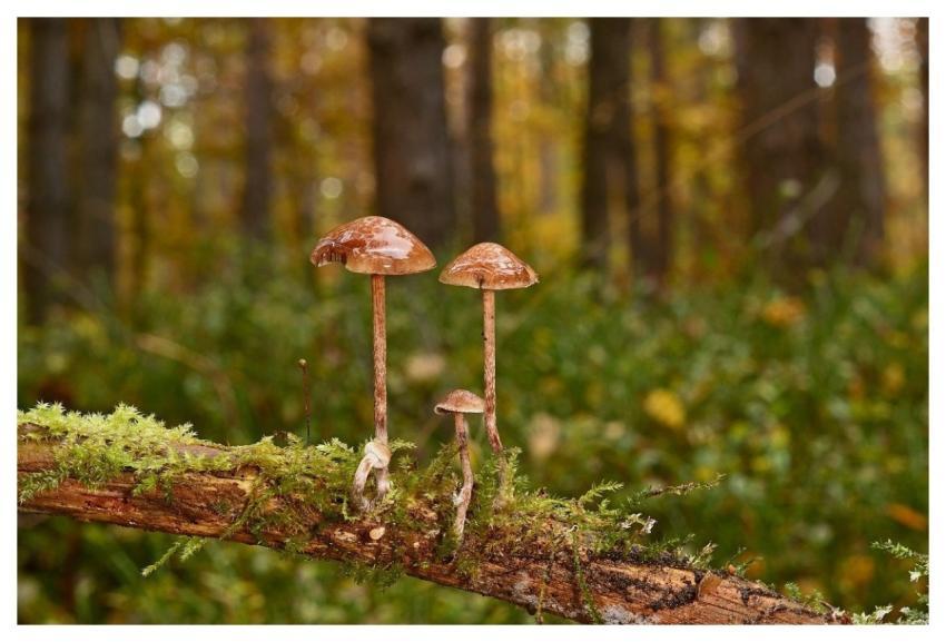Mushrooms Forest Autumn Wood