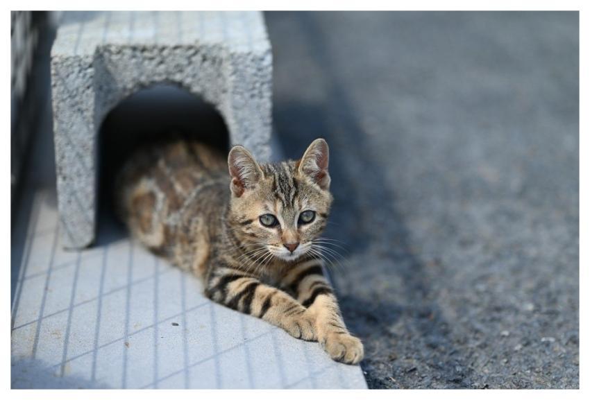 Mila Kitten Nature Pet Cat