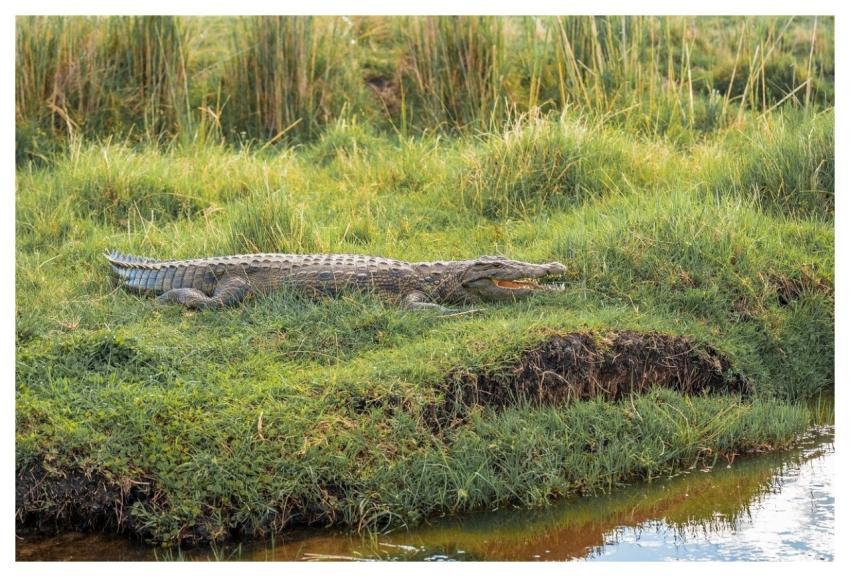 Crocodiles Reptiles Dangerous Teeth