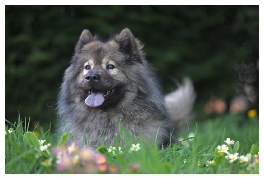 Eurasier Plinn Nature Canine Dog