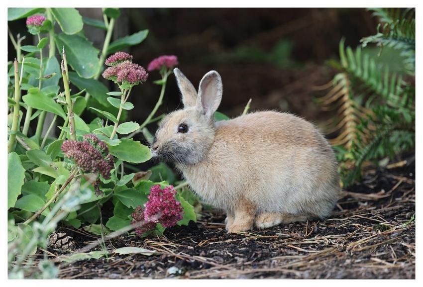 Bunny Rabbit Nature Animal