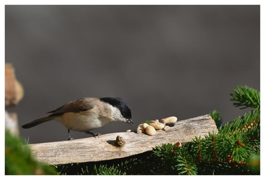 Bird Marsh Tit Tit Wildlife