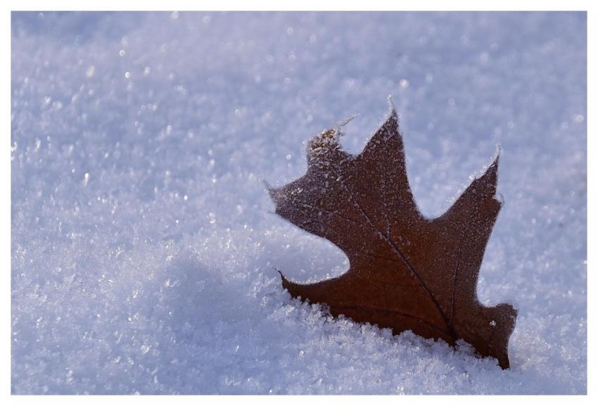 Snow Leaf Winter Nature
