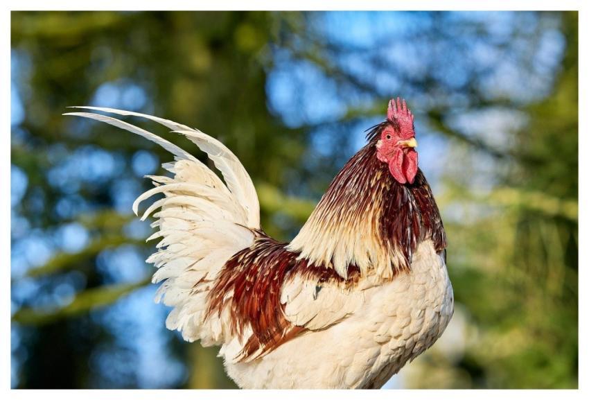 Haan Chicken Bird Farm Animal