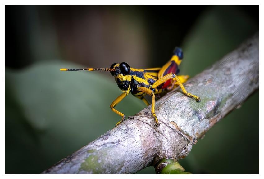 Grasshopper Insect Macro Colorful Insect