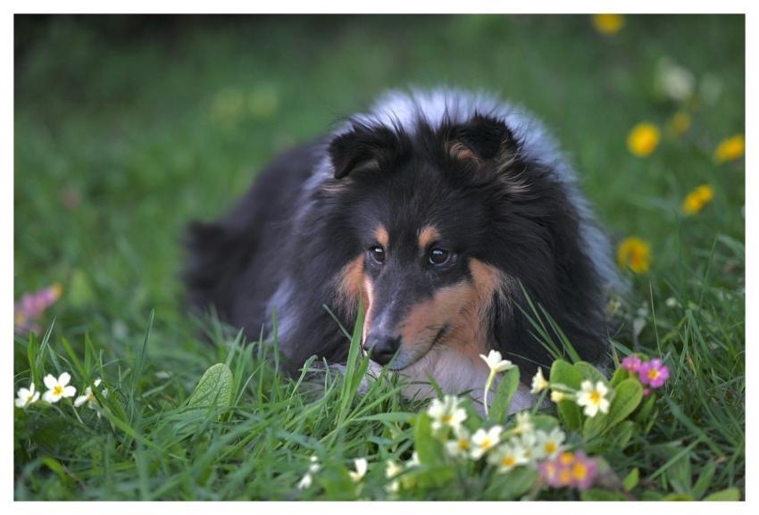 Knitting Shetland Sheepdog Animal Dog Nature