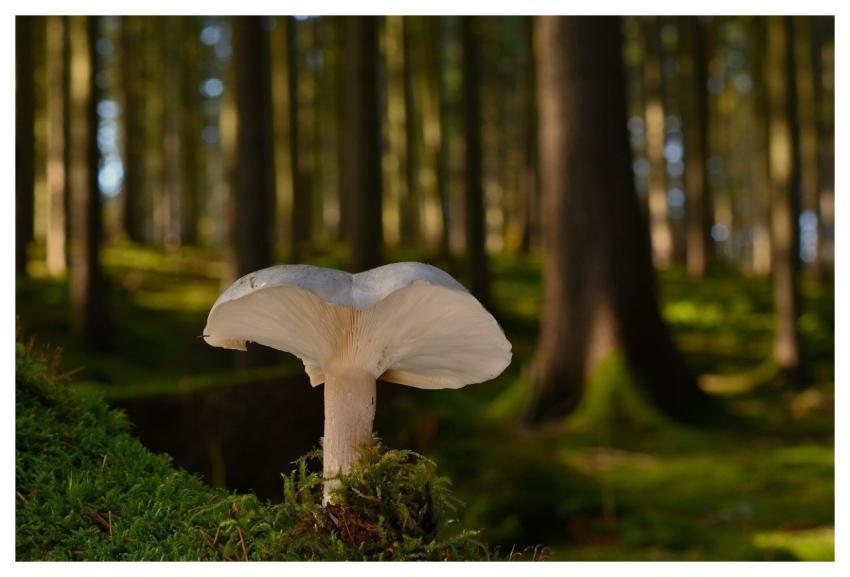 Mushroom Forest Moss Tree Trunk