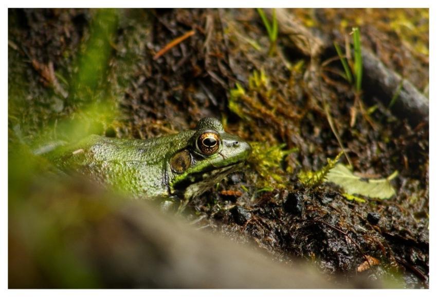 Frog Green Nature Green Frog