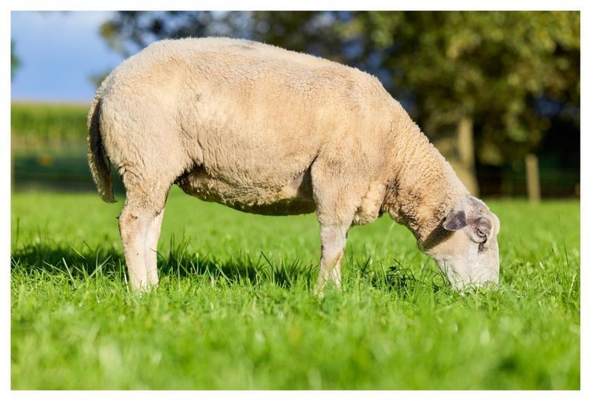 Sheep Grazing Meadow Grassland