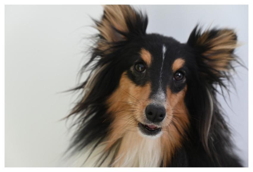 Shetland Sheepdog Tricolor Shetland Sheepdog Stuar