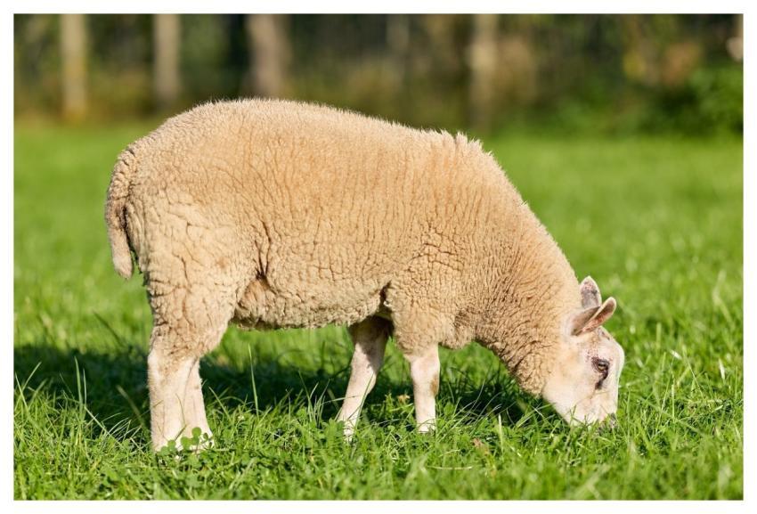 Sheep Lamb Animal Grazing