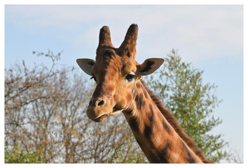 Giraffe Zoo Nature Animal