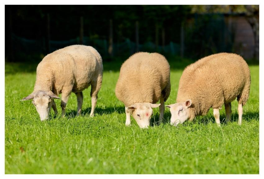Sheep Graze Grass Green