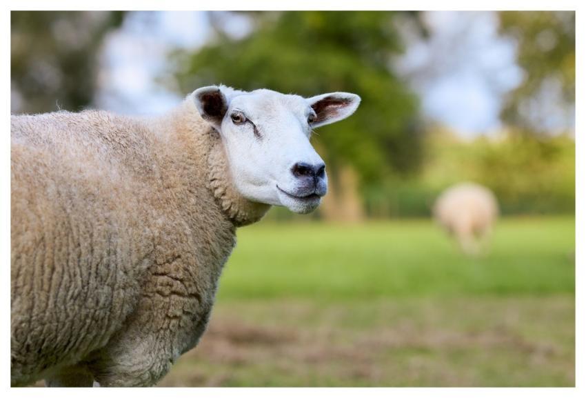 Sheep Farm Field Pasture