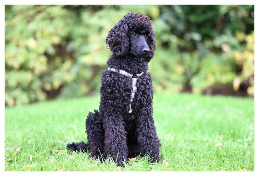 Royal Poodle Aglaë Dog Pet Animal