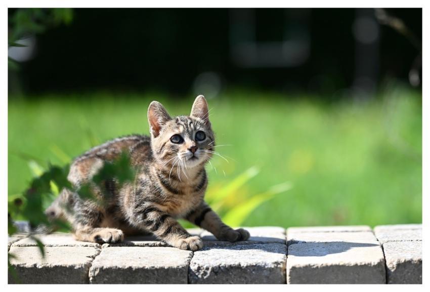 Mila Kitten Pet Kitten Animal