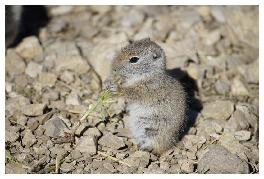 Ground Squirrel Feeding Sitting Cute
