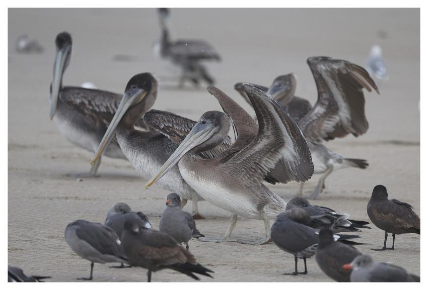 Pelican Nature Wildlife Bird