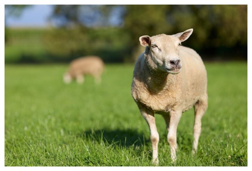 Sheep Farm Animal Cattle Grass