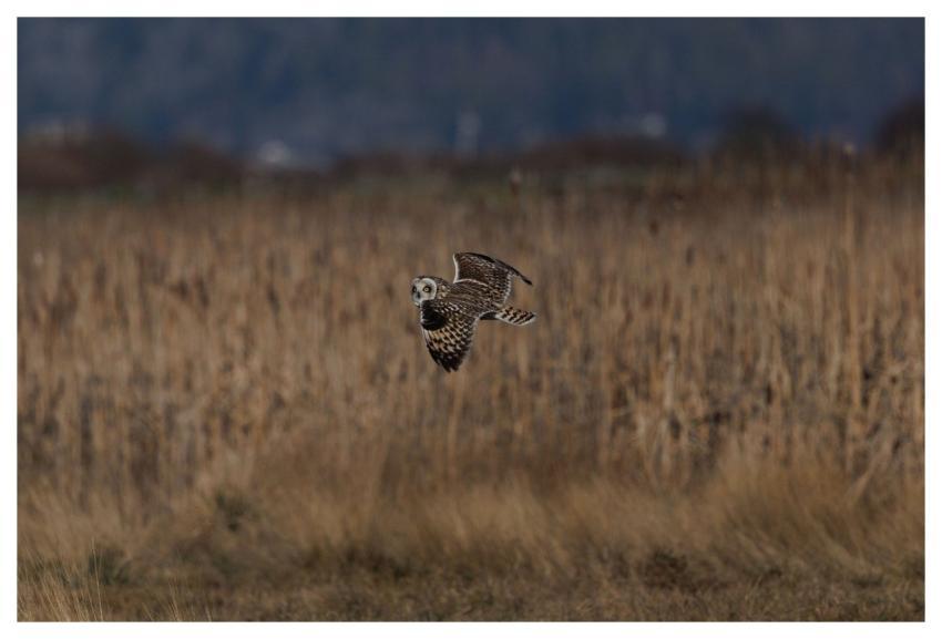 Short-Eared Owl Owl Bird Nature