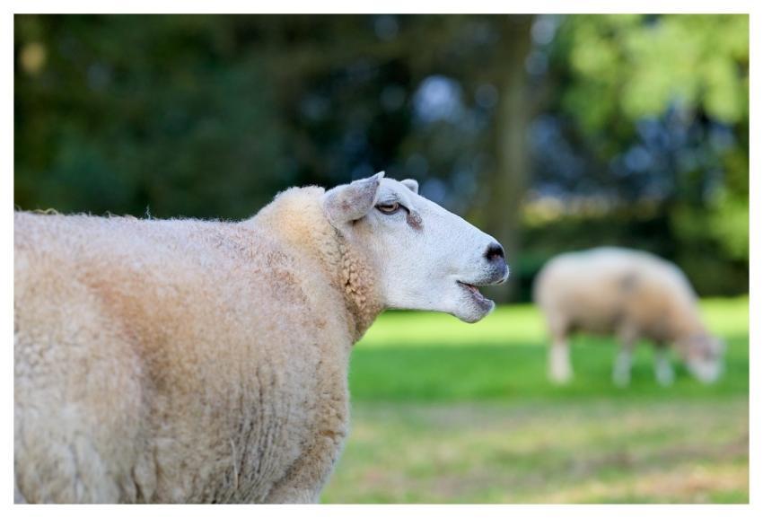 Sheep Lamb Animal Farm