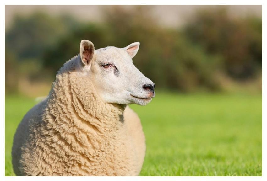 Sheep Animal Cattle Mammal