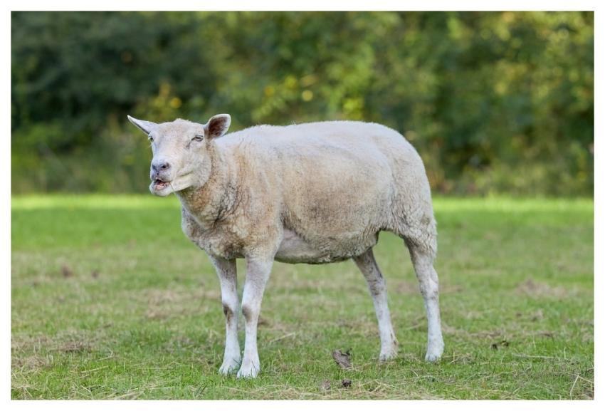 Sheep Ewe Farm Animal Cattle