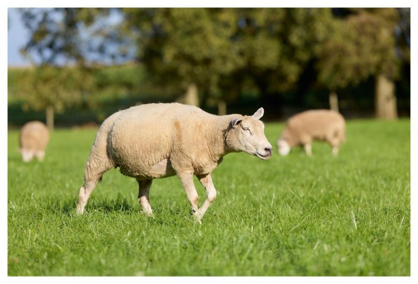 Sheep Animal Cattle Farm Animal