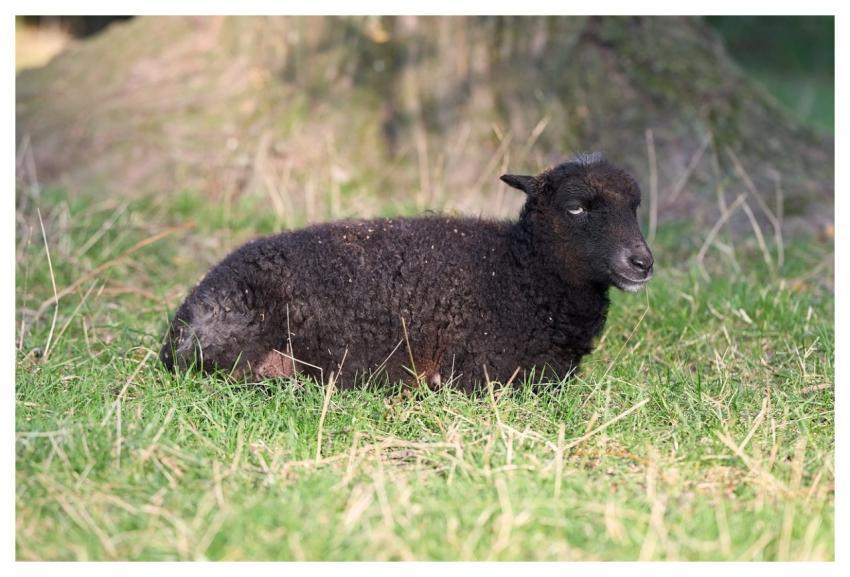 Sheep Animal Cute Adorable