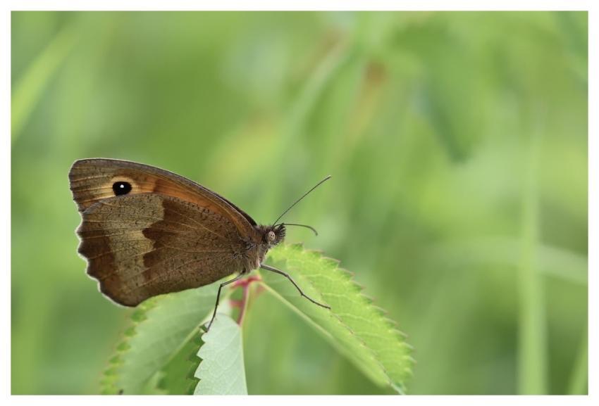 Butterfly Lycaon Insect Flora