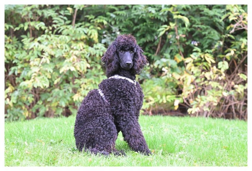 Royal Poodle Aglaë Black Dress Royal Poodle Animal