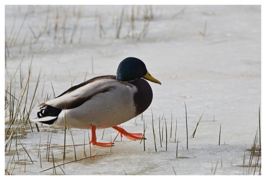 Mallard Winter Ice Nature