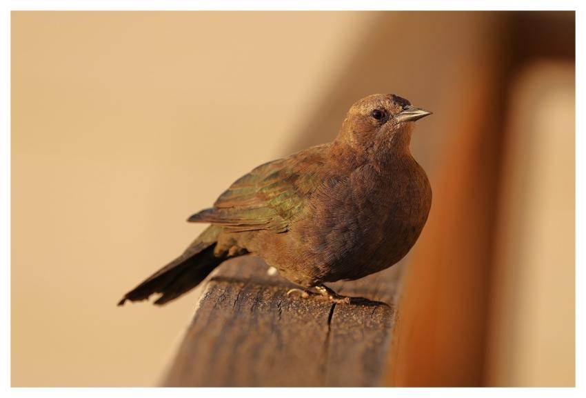 Bird Starling Wildbird Wild