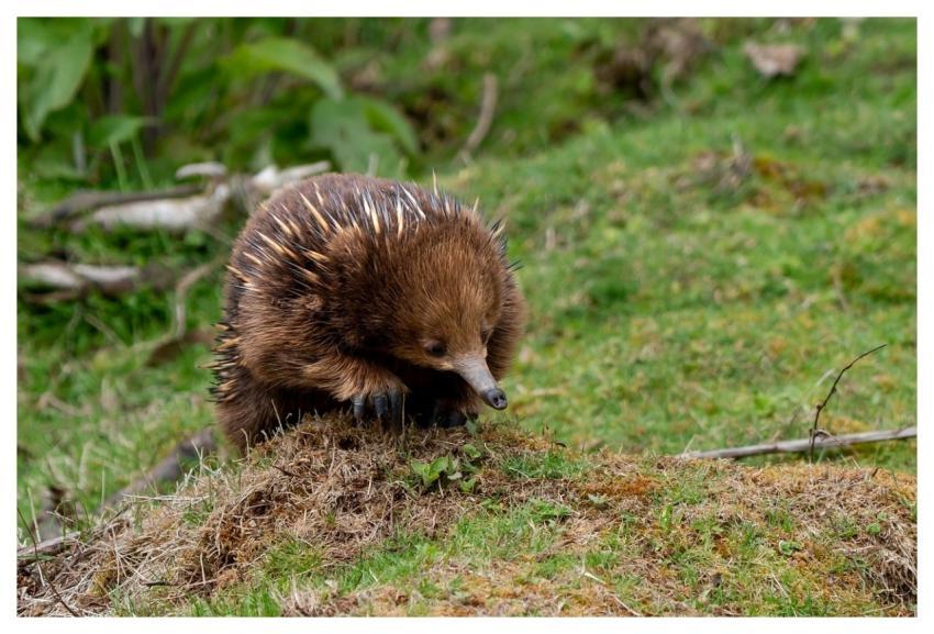 Ant Hedgehog Echidna Short-Beaked Echidna Australi