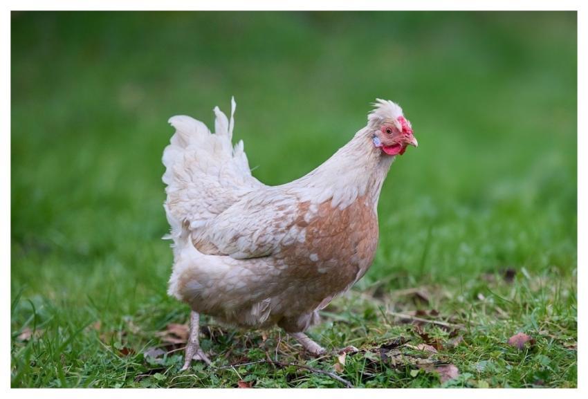Chicken Poultry Bird Curious