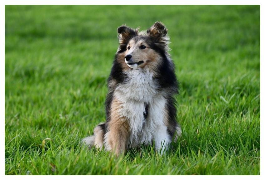 Shetland Sheepdog Animal Nature Dog