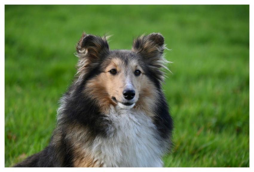 Shetland Sheepdog Pet Animal Nature