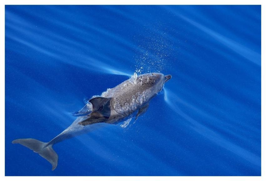 Pop Up Bubble Air Sea