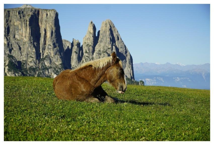 Foal Horse Pasture Jhenning