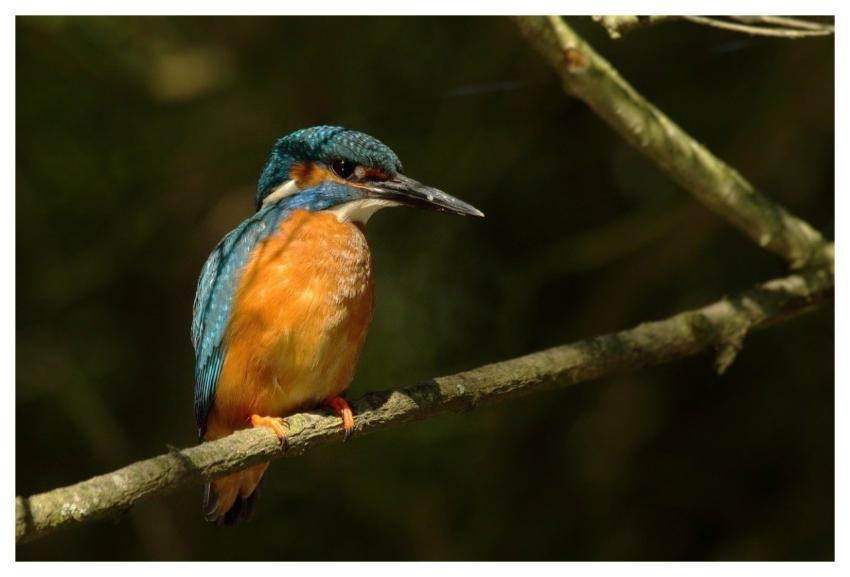 Kingfisher 4K Wallpaper 1920X1080 Bird Colorful