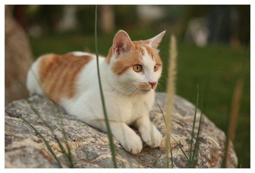 Cat Rock Nature Animal