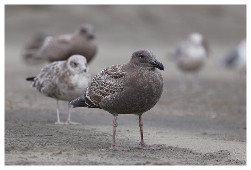 Seagull Nature Animal Wildlife