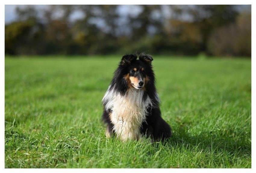 Shetland Sheepdog Animal Nature Dog