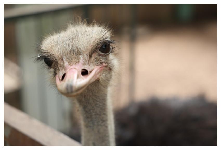 Ostrich Animal Bird Zoo