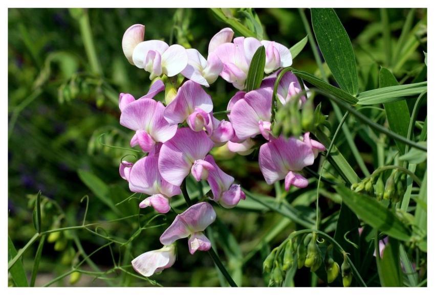 Sweet Pea Pink Flowers Flowering Plant Garden