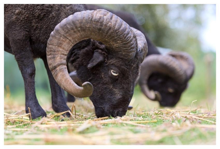 Ram Sheep Horns Black