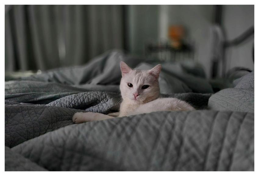 Cat White Relaxation Bed