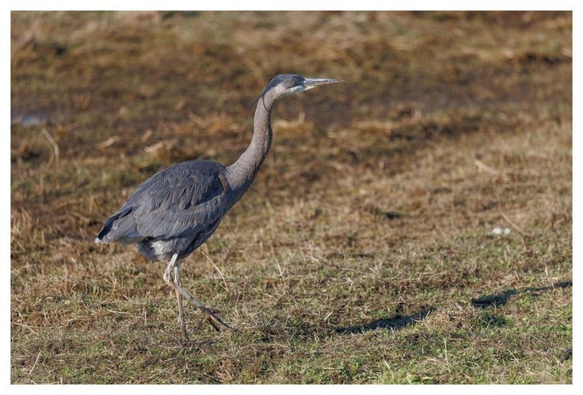 Heron Marsh Nature Wildlife