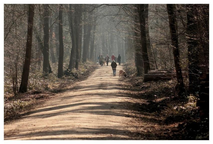 Forest Trees Path Walk
